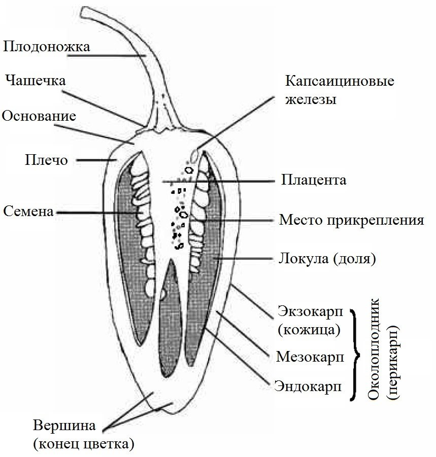 Плод перца - ягода.