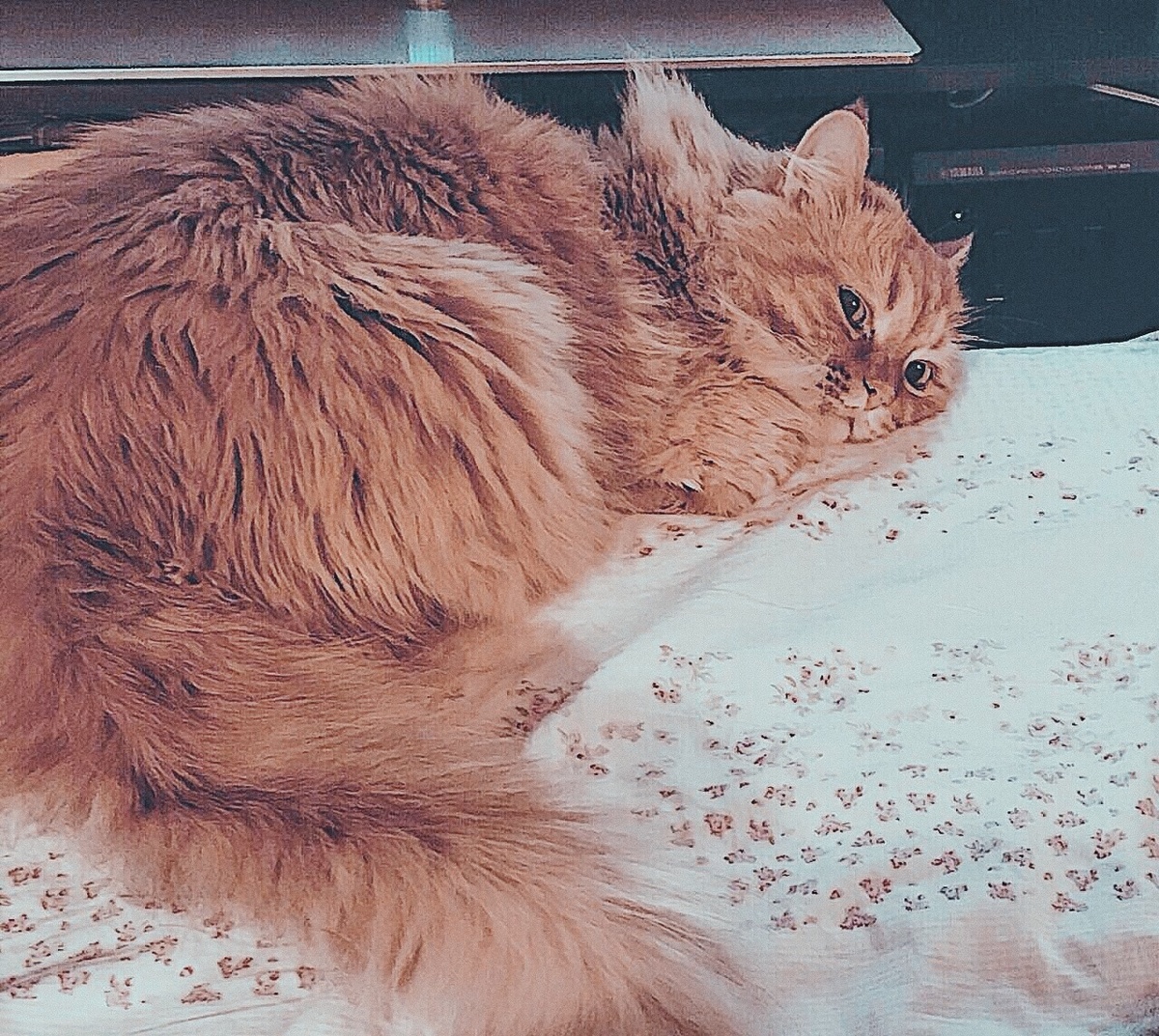 Мечтал 4 часа подряд