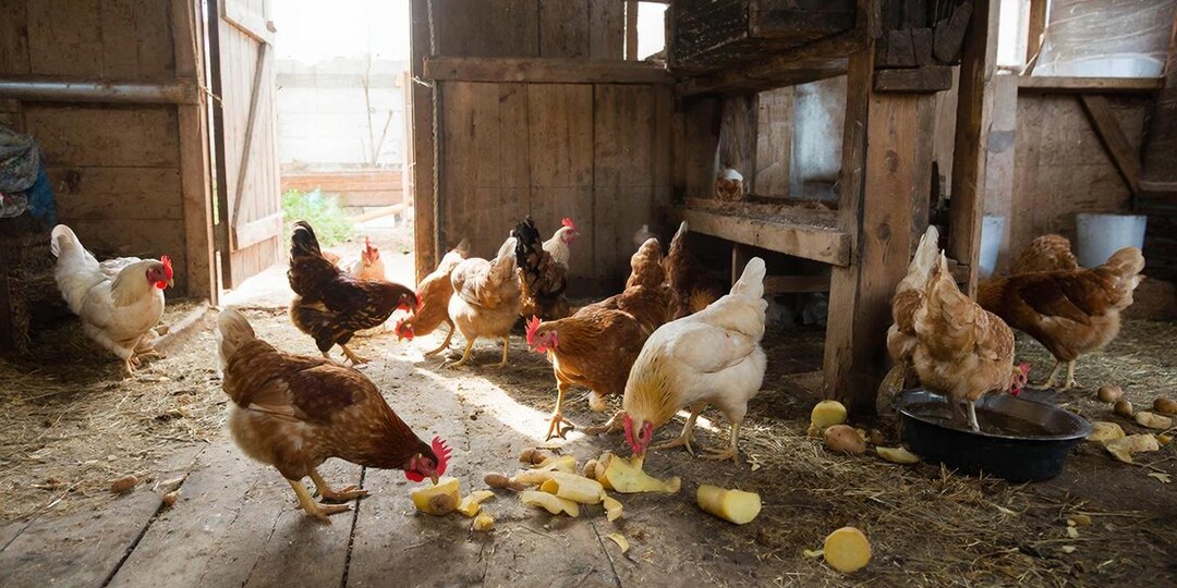 Дать курам сырой картофель (и почему они перестали болеть)