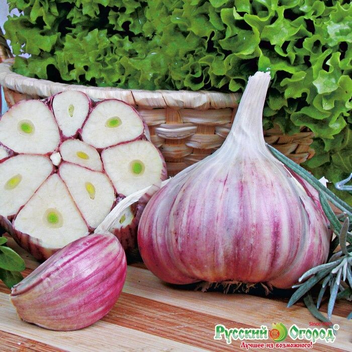 Чеснок пропустить через пресс, укроп мелко нашинковать, соединить все ингредиенты, заместить фарш. Влажными руками формируем небольшие, круглые котлетки и жарим на раскаленной сковороде, на среднем огне. Как одна сторона подзолотится, переворачиваем, накрываем крышкой и жарим ещё минут 7-10.