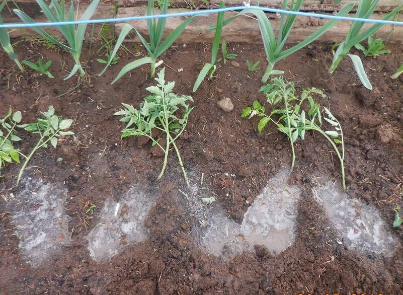 Два томата в одну лунку. Картинка из интернета