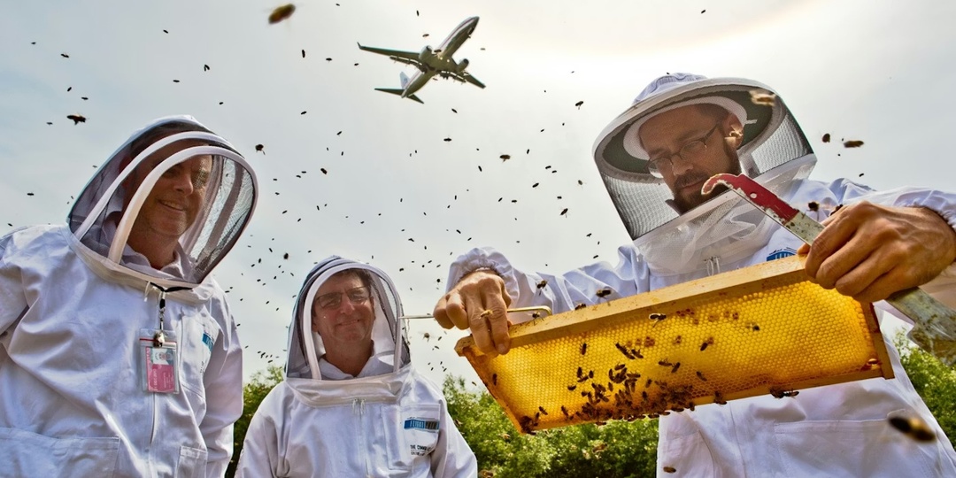 Пчелы среди самолетов