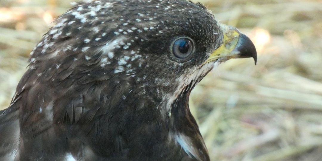 Несмотря на свой внушительный размер, осоеды предпочитают охотиться на насекомых
