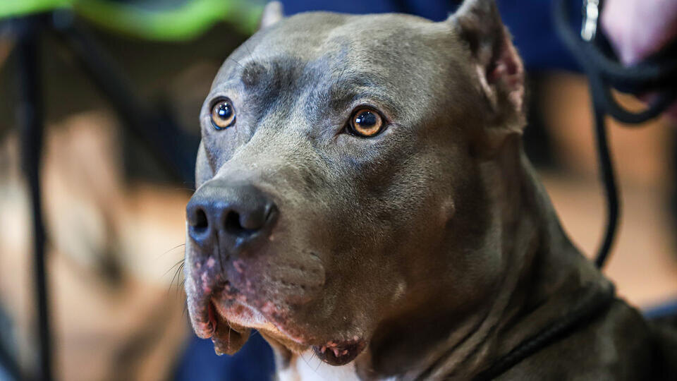     Питбуль искусал украинских полицейских, защищая хозяина в Полтаве www.globallookpress.com/Razmik Zackaryan/URA.RU