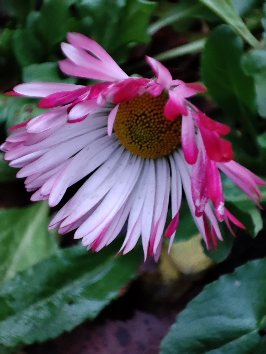 маргаритка