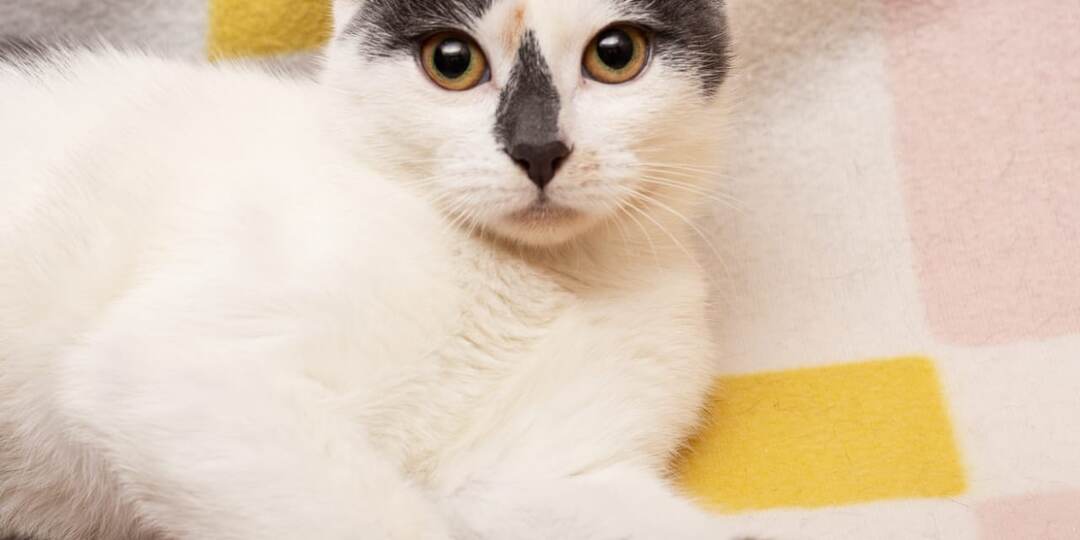 Ласковые и очень красивые котята томятся в клетке на передержке.