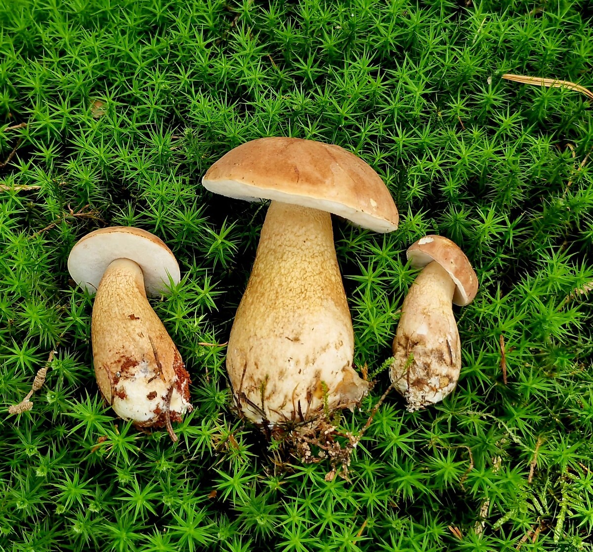 Tylopilus felleus или Жёлчный гриб, горчак