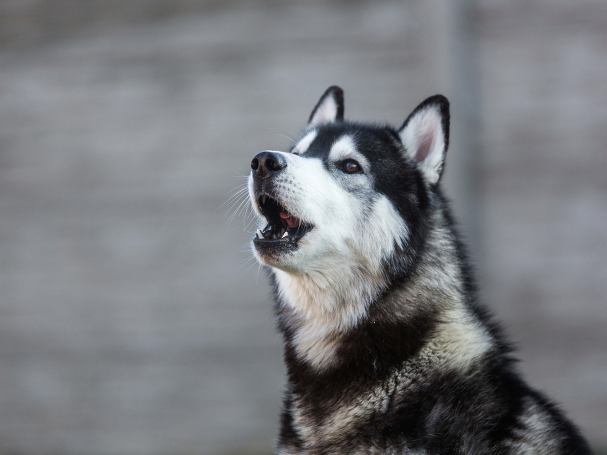 источник фото: https://paradepets.com/.image/w_3840,q_auto:good,c_fill,ar_4:3/NTowMDAwMDAwMDAwMDQxOTYx/shutterstock_1708296877-2.jpg