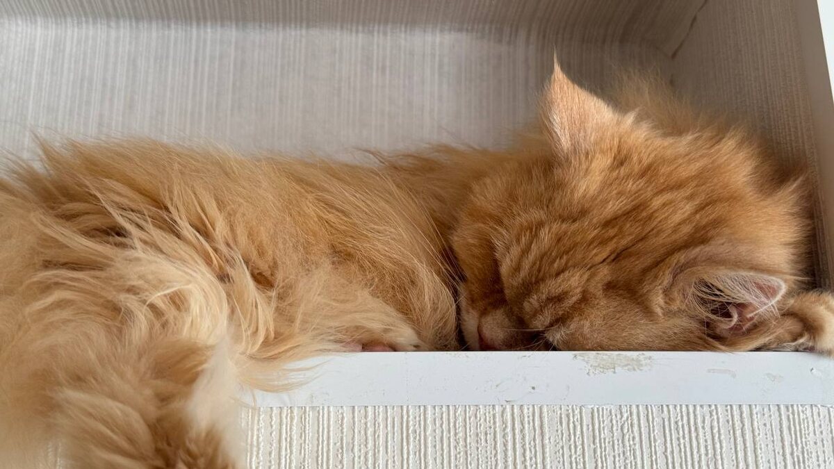 Страхование животных