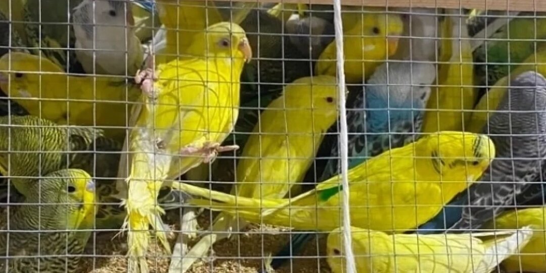 В Красноярск за раз привезли почти тысячу попугаев