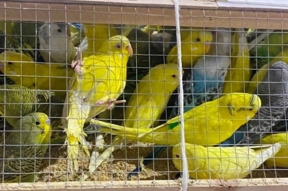    В Красноярск за раз привезли почти тысячу попугаев