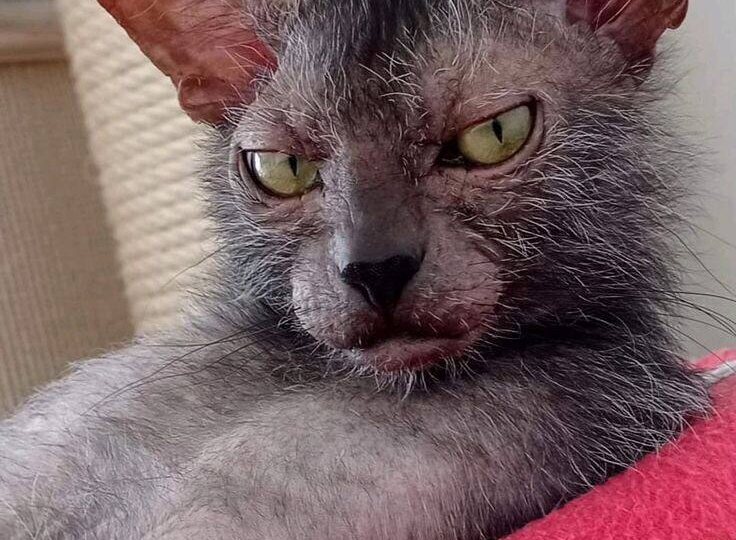 Как устроены EMS-коды окраса кошек