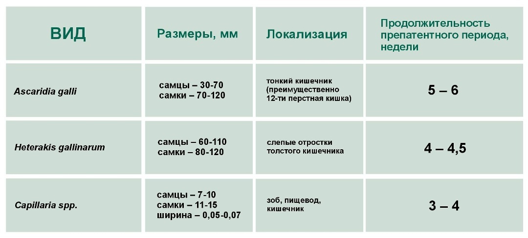 Особенности нематод, паразитирующих у кур