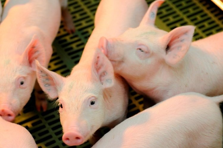    Фото: Минсельхозпрод Рязанской области