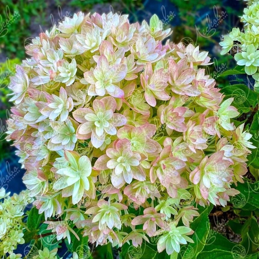 Мечта Лесково