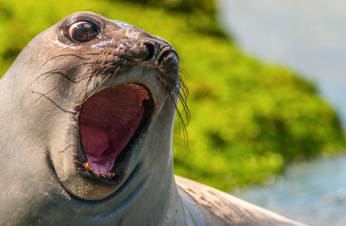    Порой тюлени издают предельно странные звуки. Источник фотографии: reddit.com