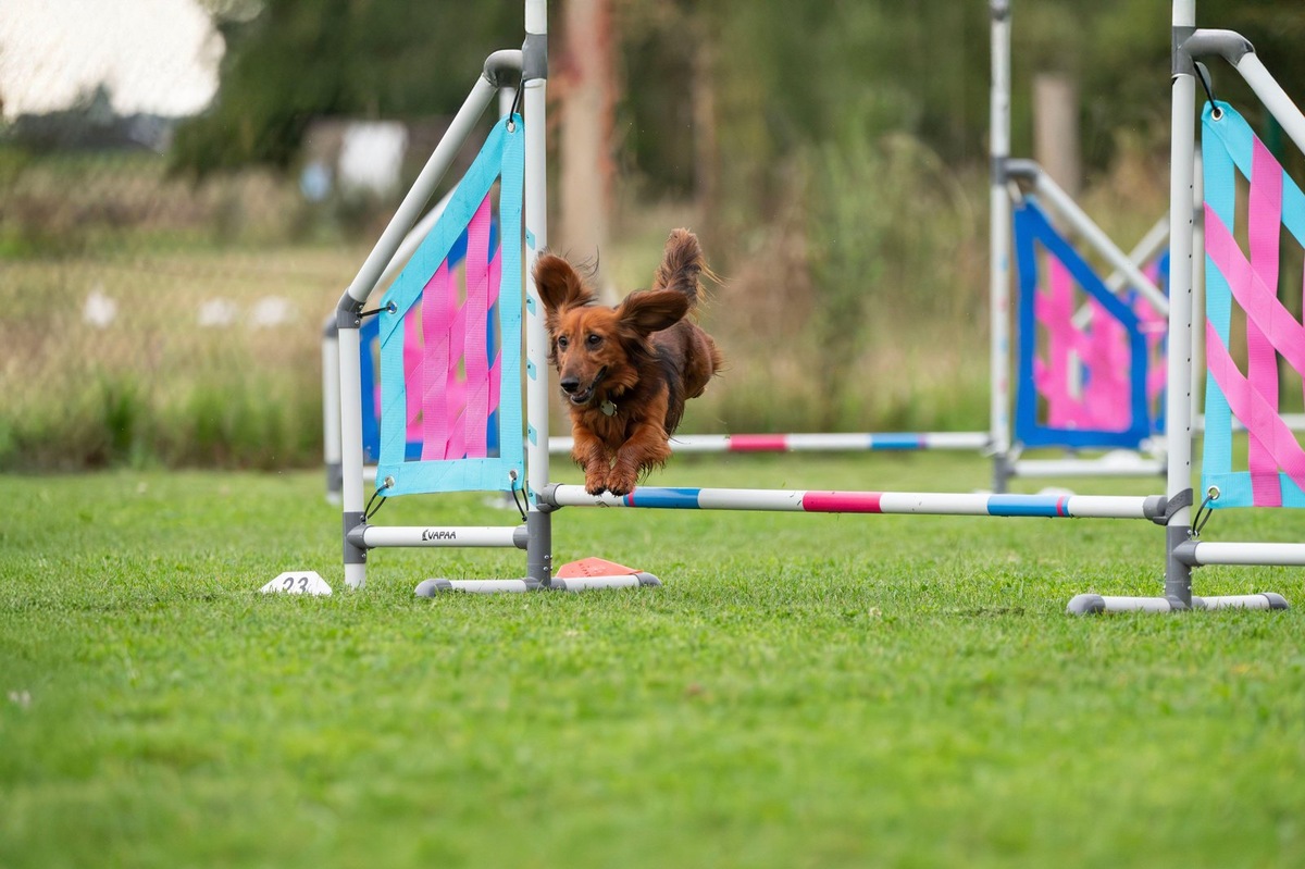    Взаимопонимание между собакой и человеком лежит в основе классического обидиенса