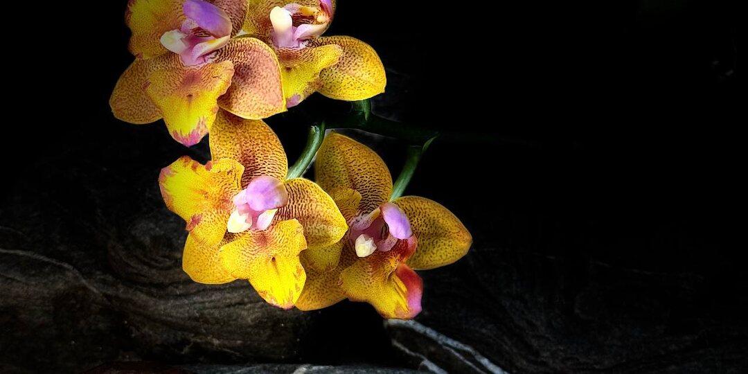 Доброе утро