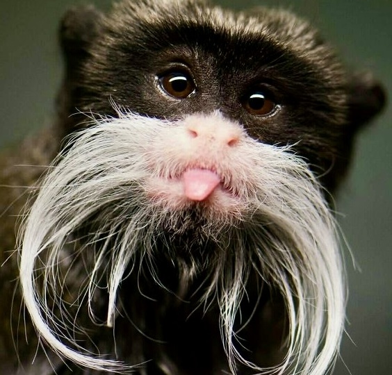 Обезьяны с белыми усами: величественные усачи тропических лесов