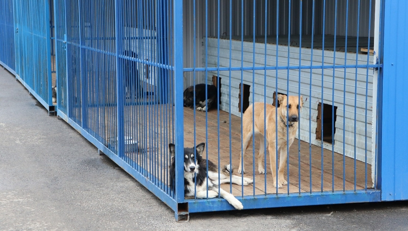    Один из общих вольеров Фото: Анна Радченко / / ИА «Победа26»