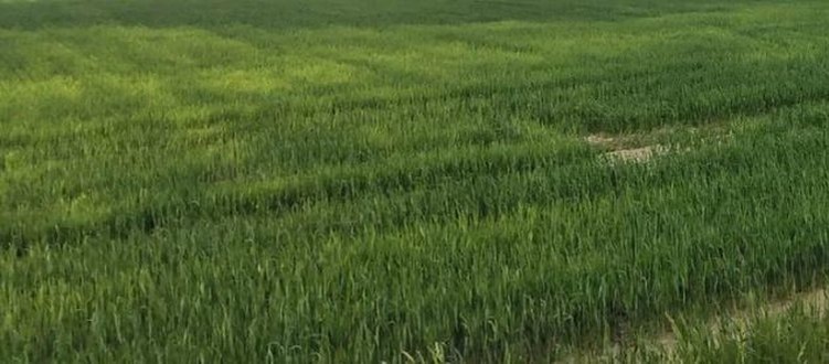    Фото: Лукьянов Дмитрий, AgroXXI.ru