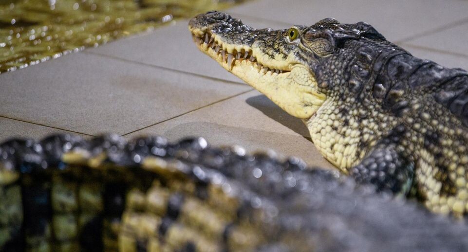    Ilya Moskovets / www.globallookpress.com