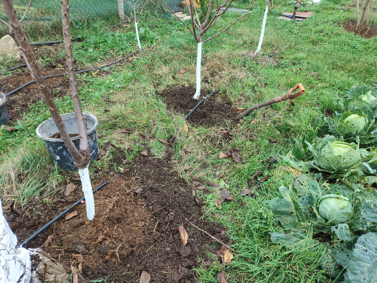 Как раз под персиками борюсь с пыреем