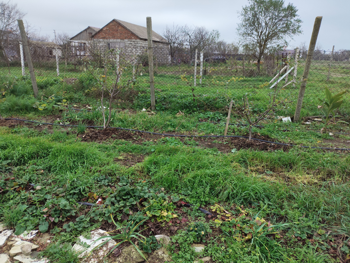 И яблонькам всем досталось вкусненького