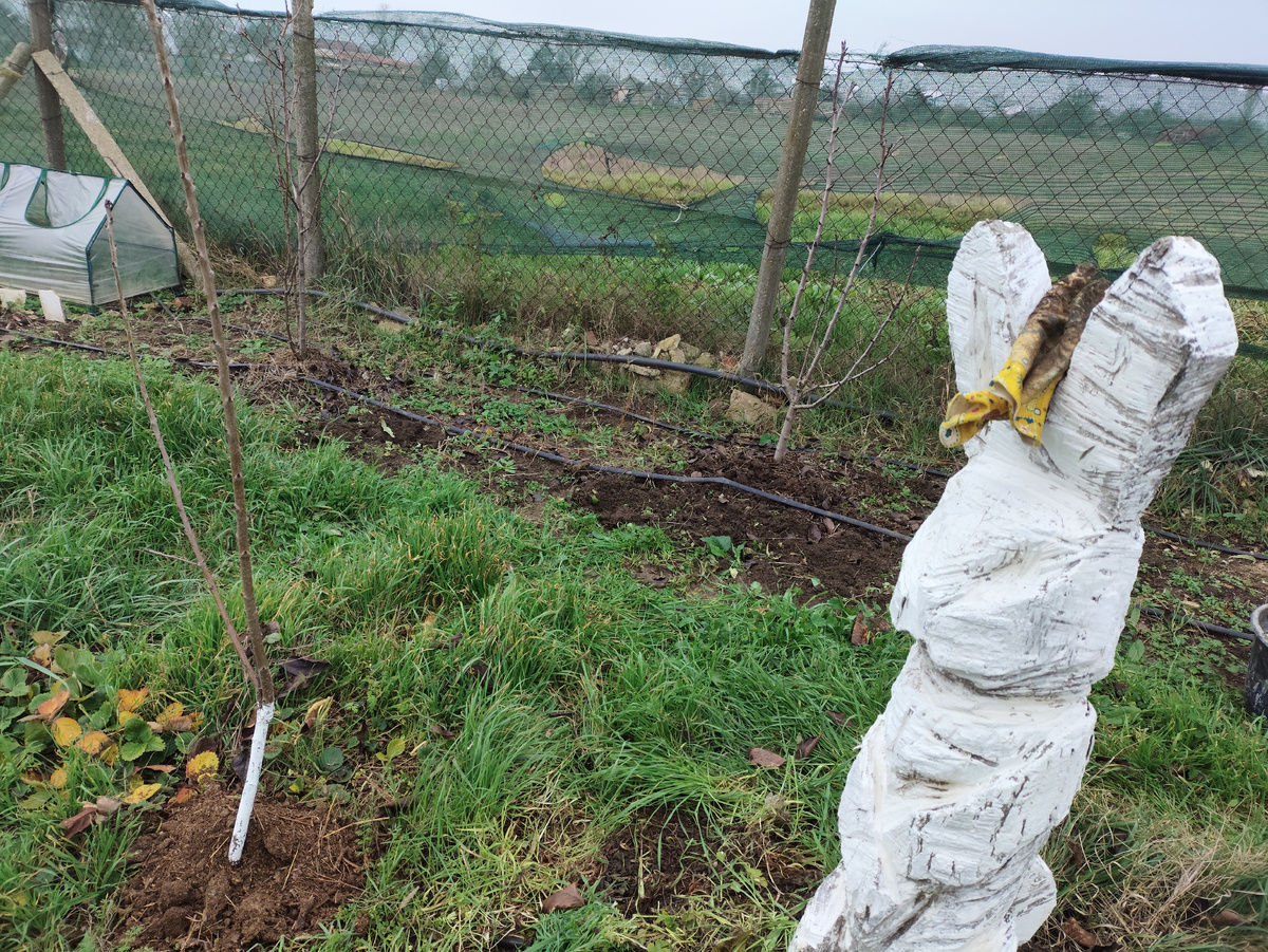 Груши и черешни уже готовы