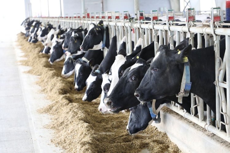    Фото: Пресс-служба Администрации Краснодарского края