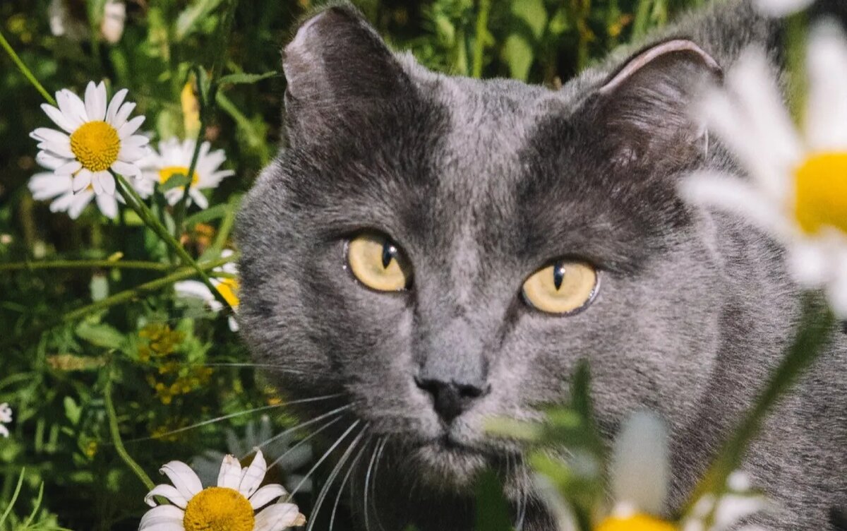    Железный Арни: как бездомный кот без лап из Удмуртии обрел дом и новые лапки