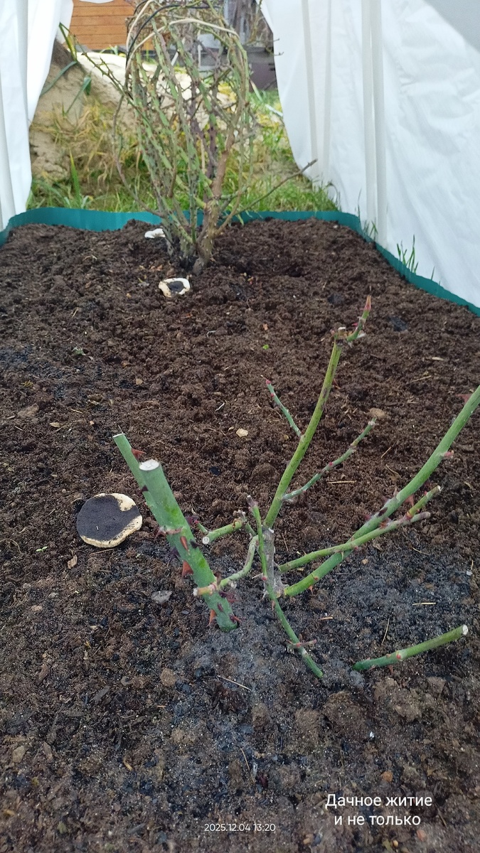 Фото автора. Розы в декабре