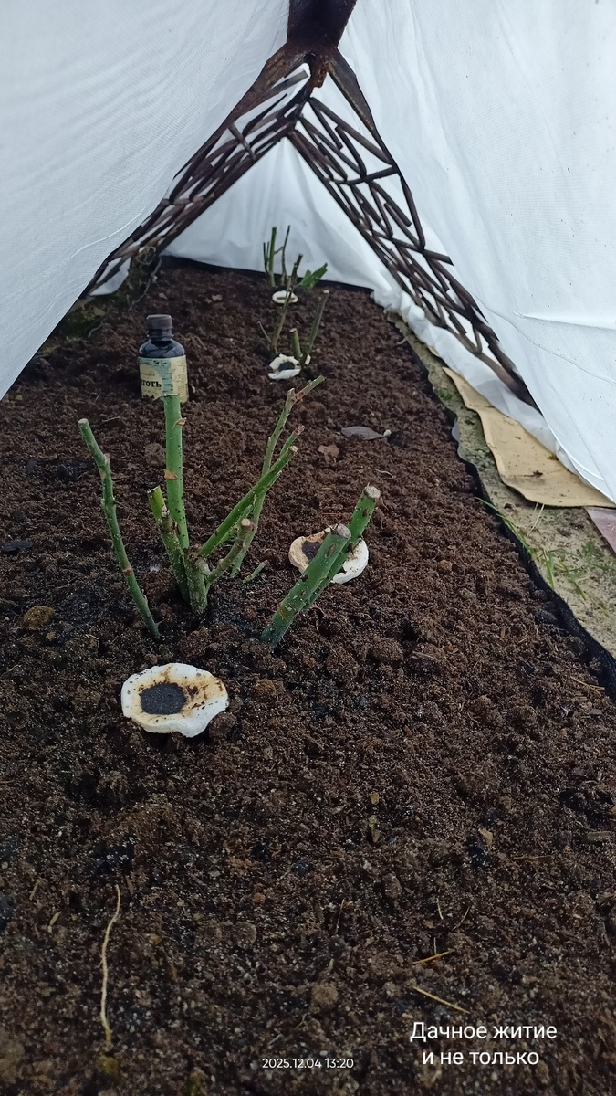 Фото автора. Розы в декабре