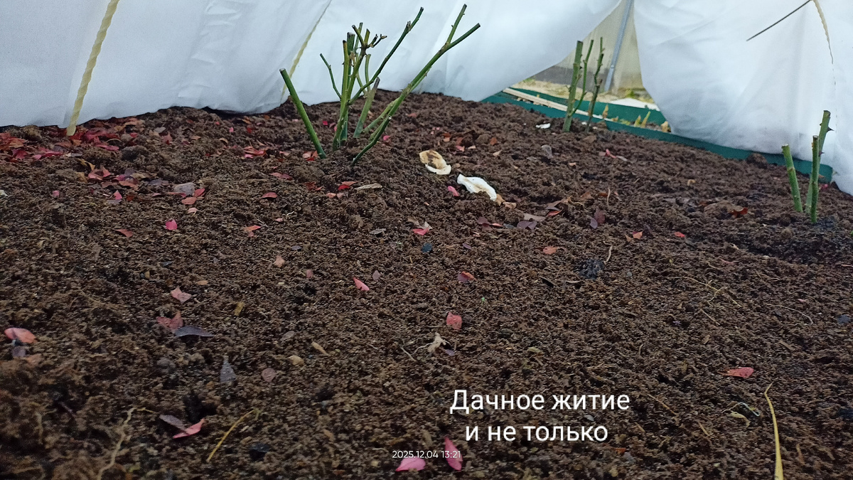 Фото автора. Розы в декабре