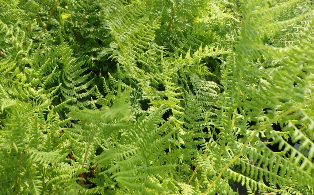  Кочедыжник ниппонский Ursula's Red