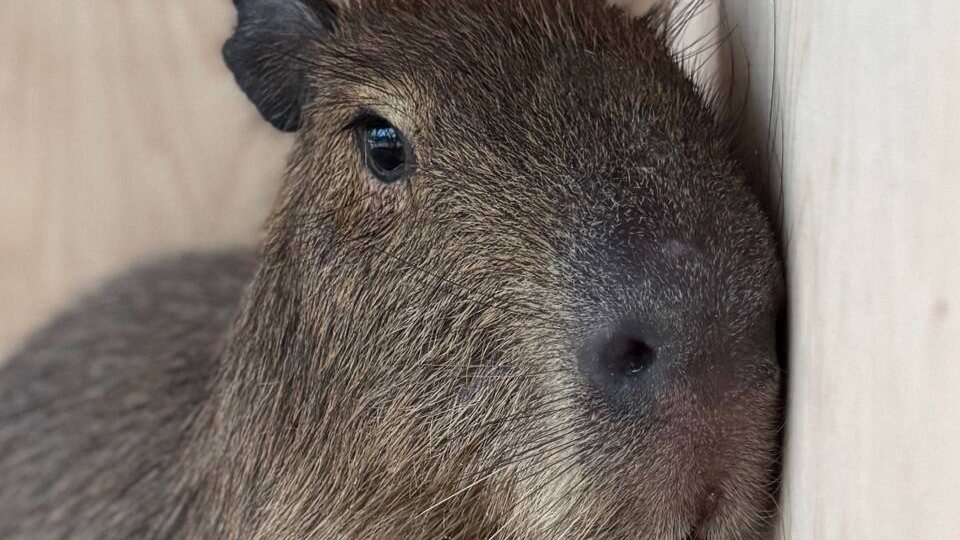 Дикая капибара стала частью семьи