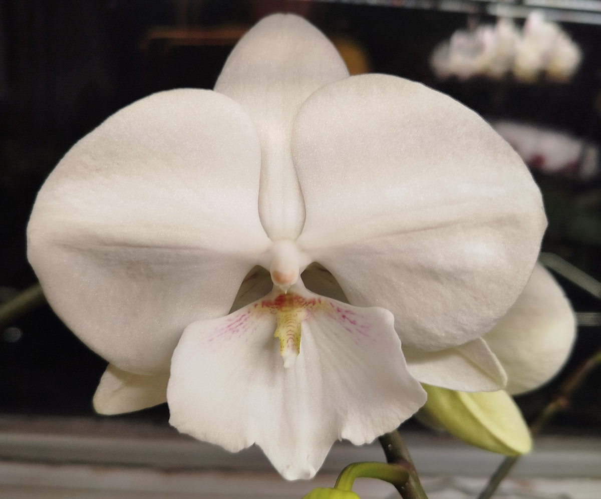 Первый недавно раскрывшийся цветок Eilien второго большего кустика в декабре 2025 года