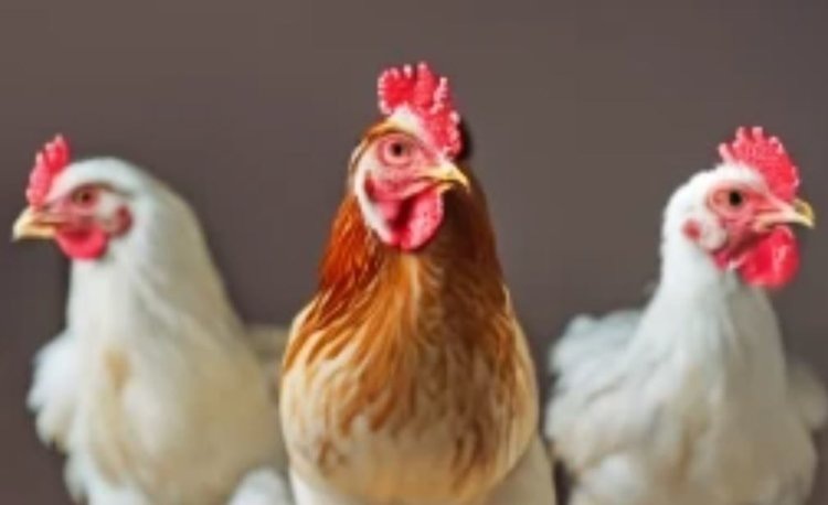    Фото: Медведева Анна, AgroXXI.ru