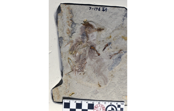 Jingmai O'Connor/Field Museum