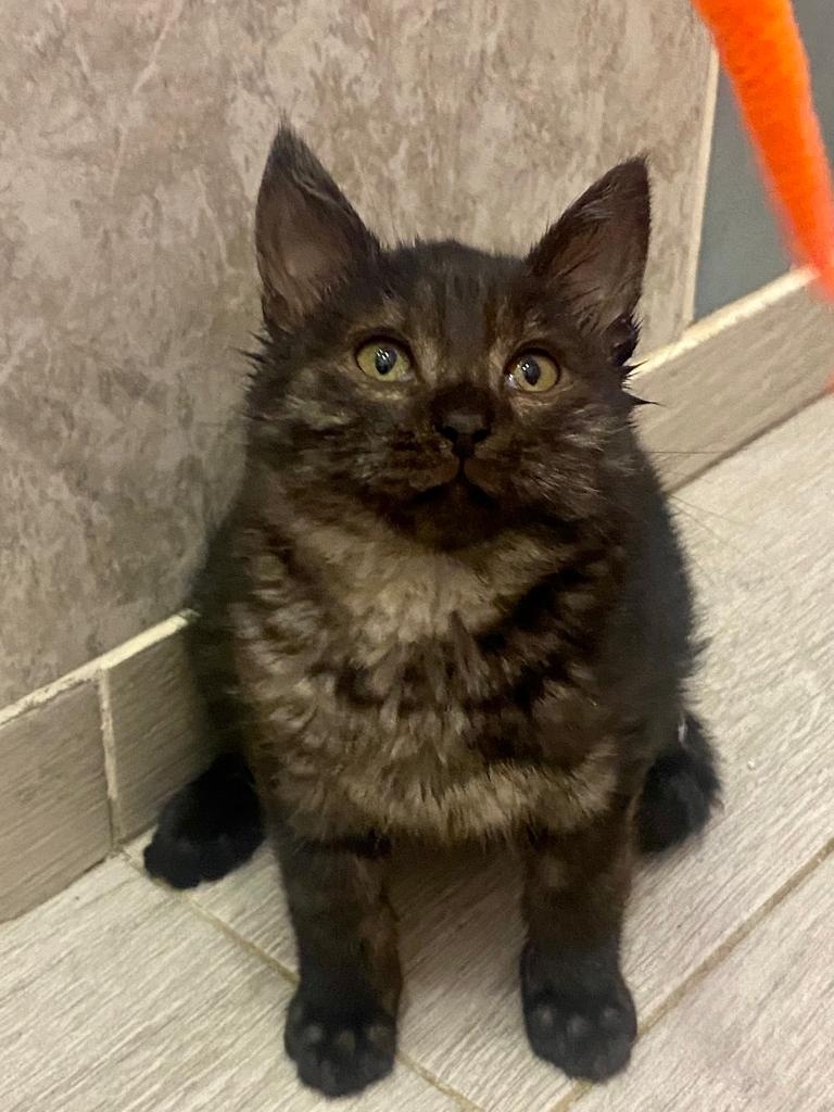 Вот такой был комочек