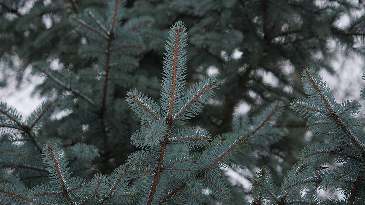    Фото: Анатолий Цымбалюк / Вечерняя Москва