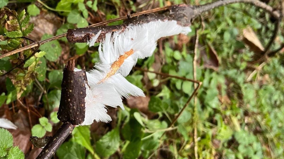    Фото: Мособл Комлес / Telegram