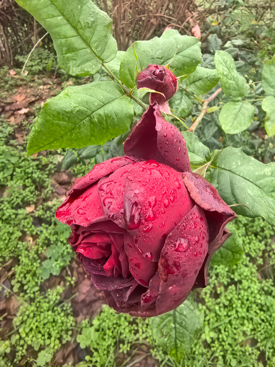 Самая вкусно пахнущая роза