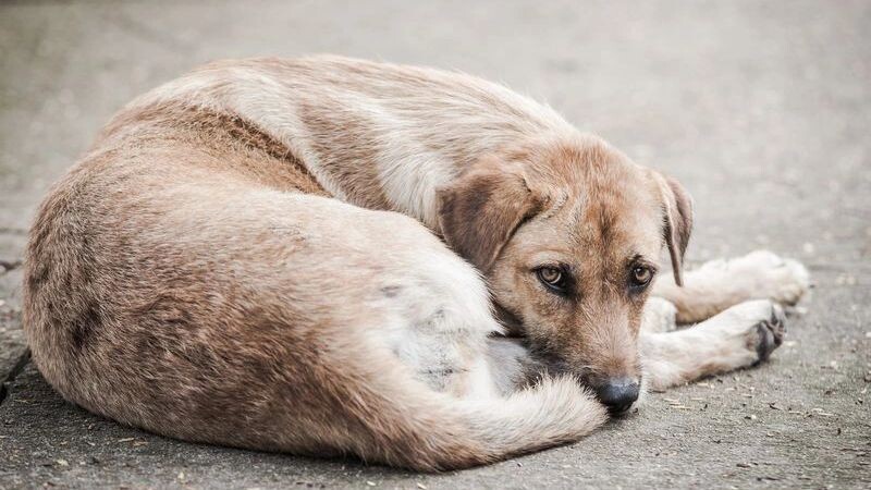    Фото: Anucha Naisuntorn/Shutterstock/Fotodom