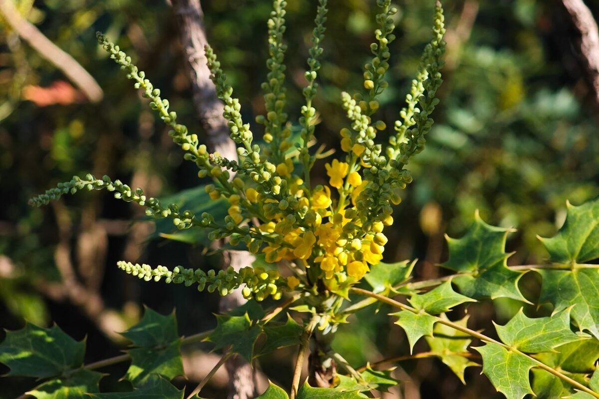    Фото t.me/mcusochi