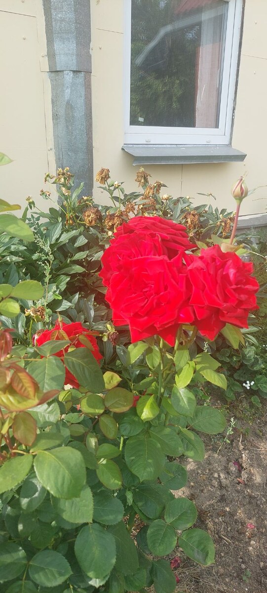 МОЯ ПРЕКРАСНАЯ КРАСНАЯ НЕЗНАКОМКА.