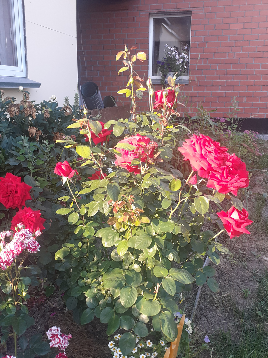 КРАСНАЯ РОЗА В ЦВЕТУ. 3 ГОДА РОЗЕ.