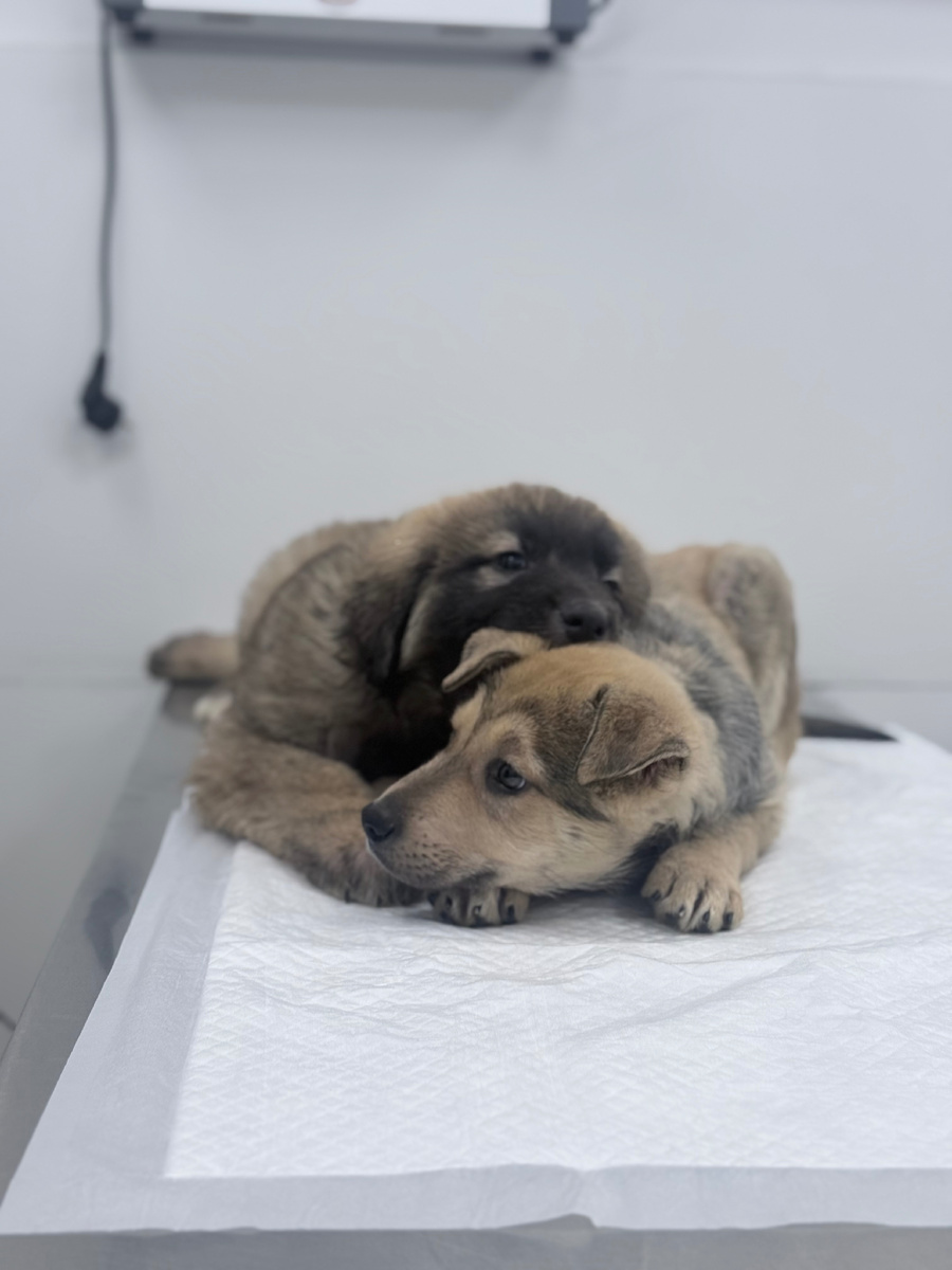 Лёва и Антошка❤️