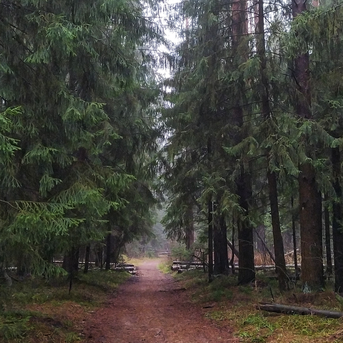 Хвойный лес. Начало маршрута. Фото автора