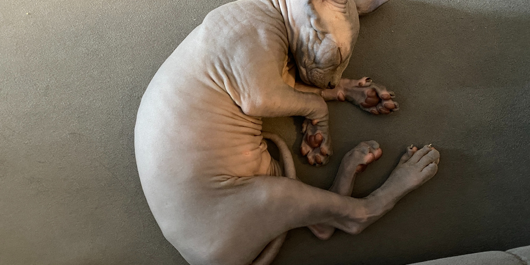 От комочка до подростка. Гайд по выращиванию котёнка сфинкса (2–8 месяцев)